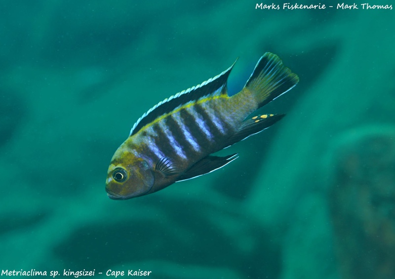 Cynotilapia sp. 'lion' Cape Kaiser